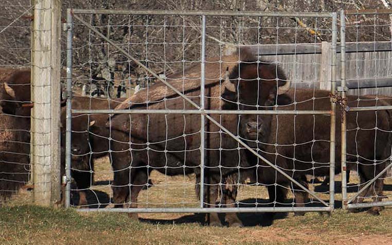 Buffaloland Park Acquisition