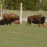 Milltown Cross, P.E.I. sees buffalo baby boom this spring