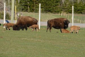 Read more about the article Milltown Cross, P.E.I. sees buffalo baby boom this spring